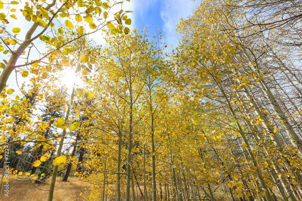 Aspen near Fallen Leaf Lake Aspen near Fallen Leaf Lake