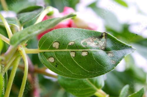 Fuchsia leaf spot