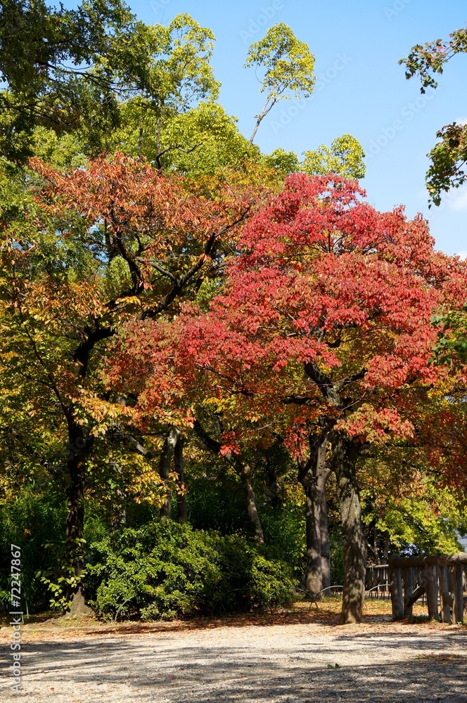 Naklejka premium 紅葉