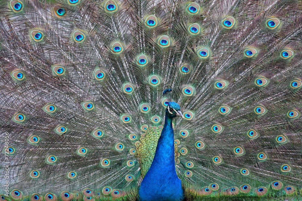 Naklejka premium Beautiful peacock with colorful feathers
