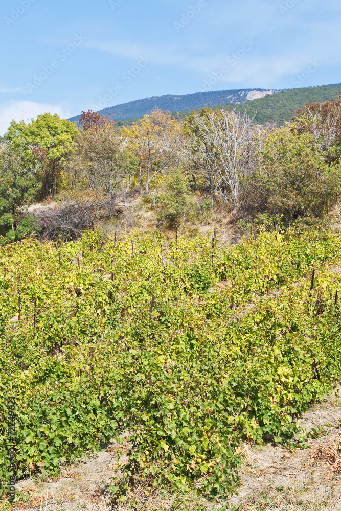vineyard in Massandra region of Crimea