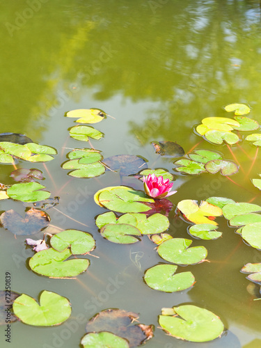 pink water lily plant with green leaves photo