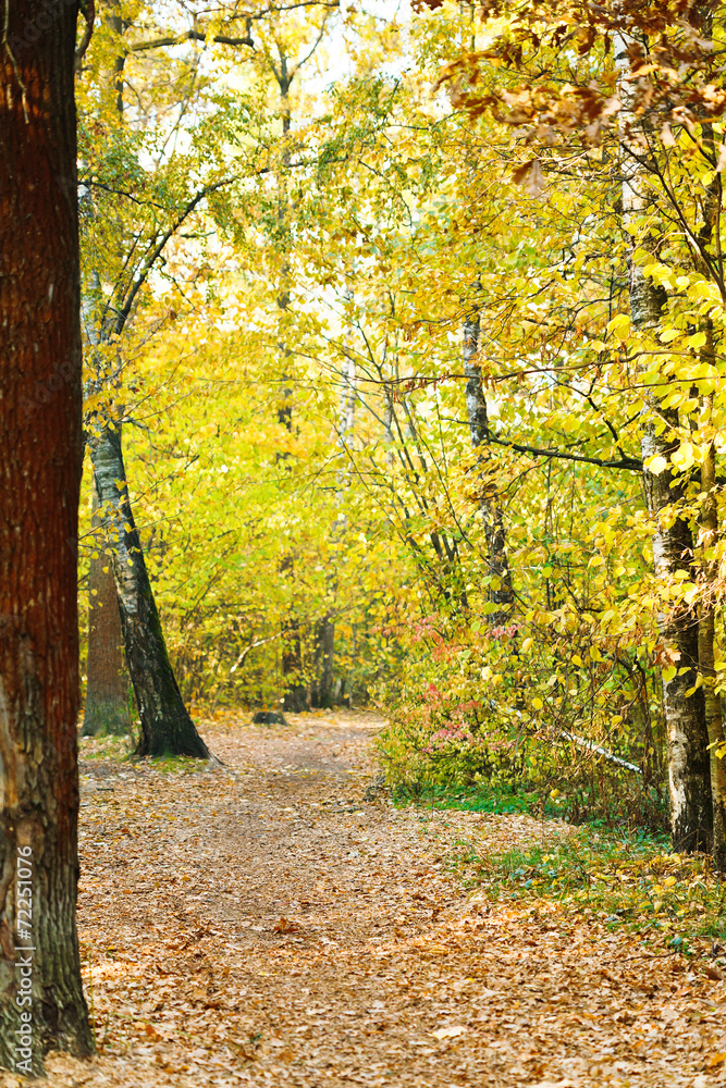 Fototapeta premium path in yellow forest in autumn