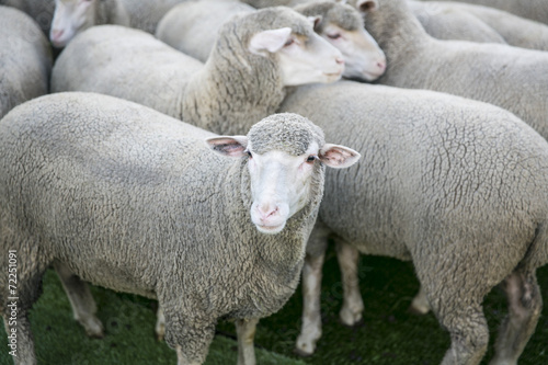 Fototapeta Naklejka Na Ścianę i Meble -  Schafe, Merinoschafe in einem Gehege