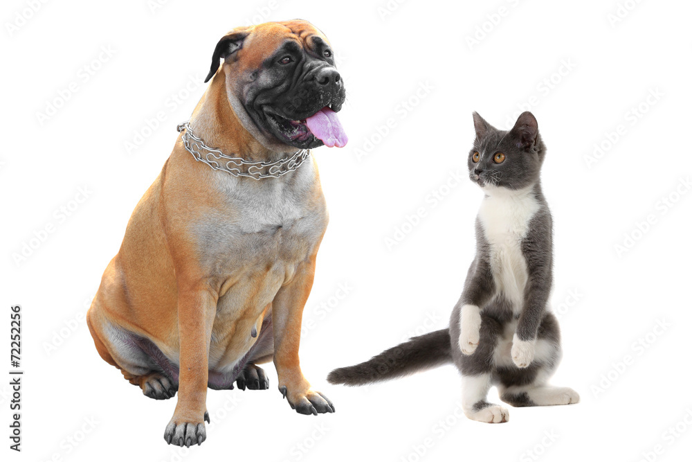 Obraz premium Bulldog and cat