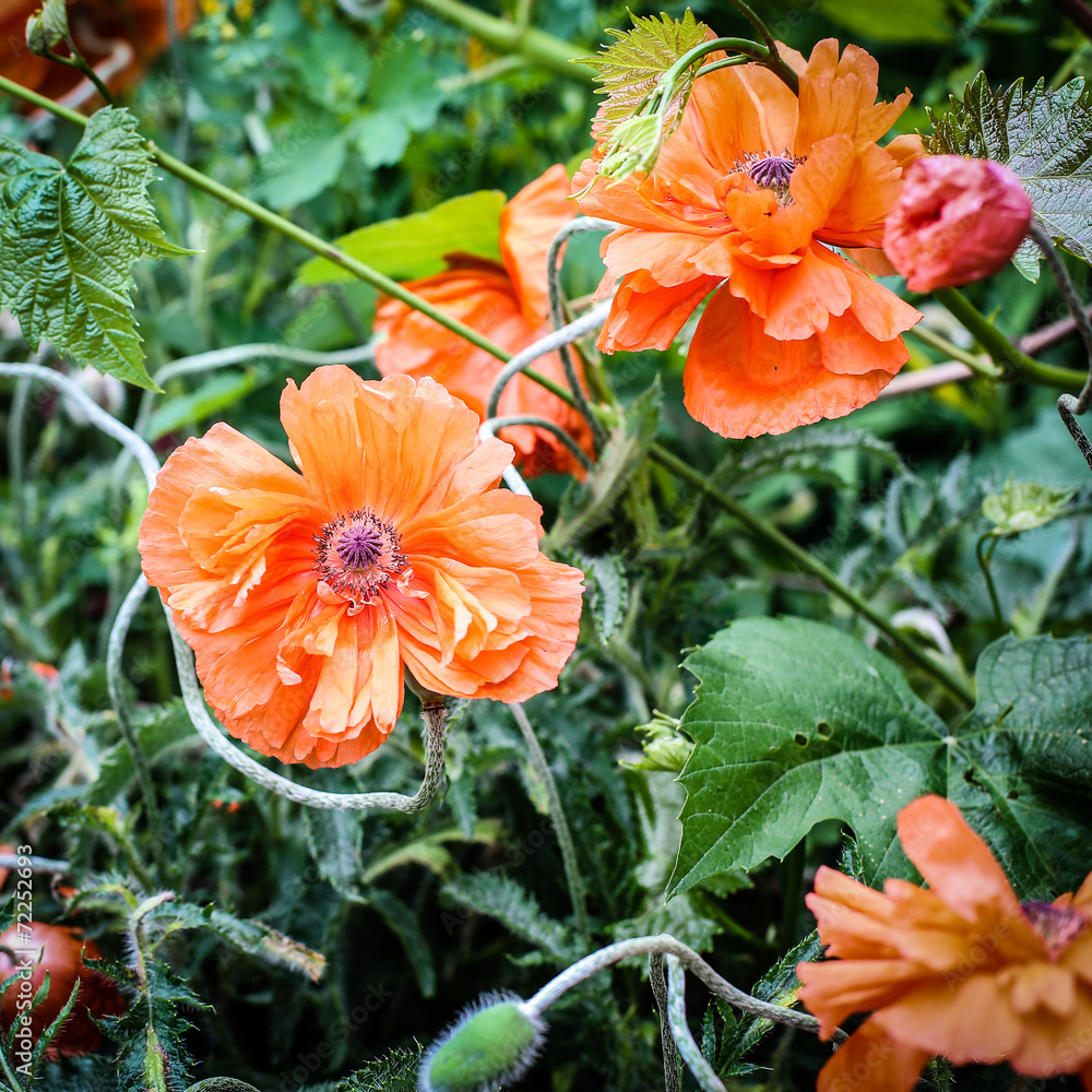 Poppy Poppy