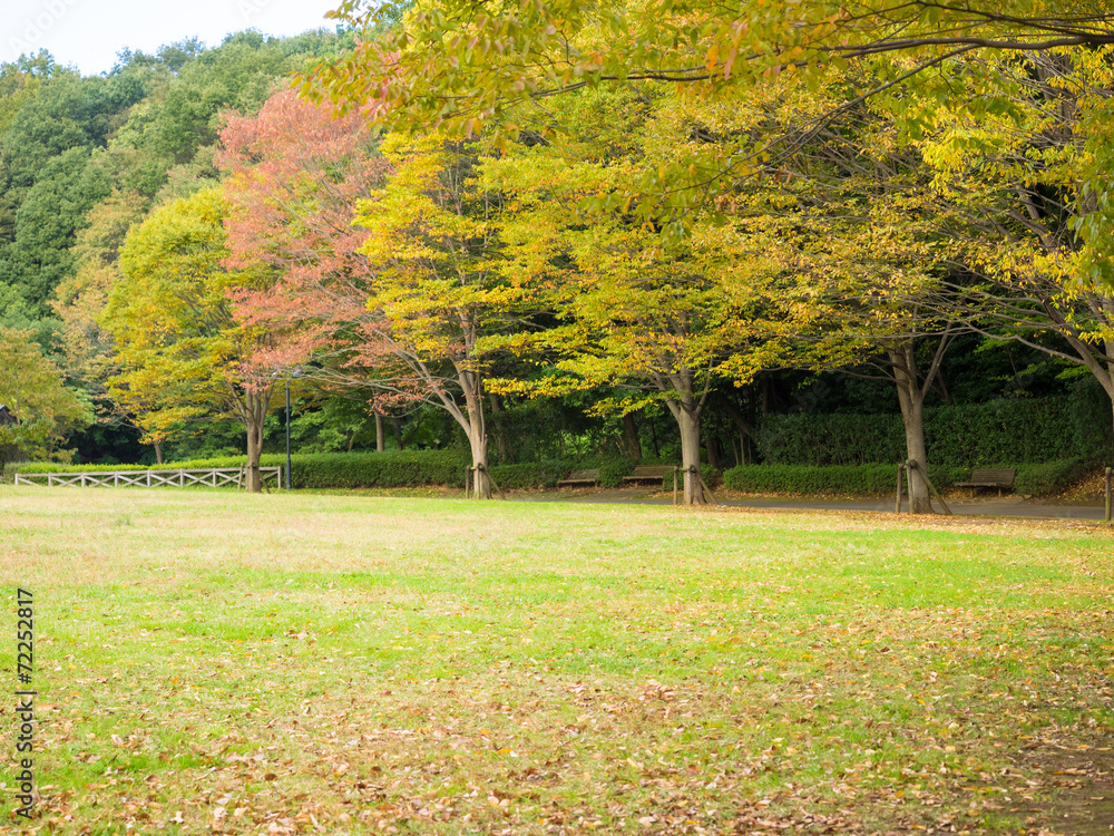 Naklejka premium 秋色に染まる公園の木々