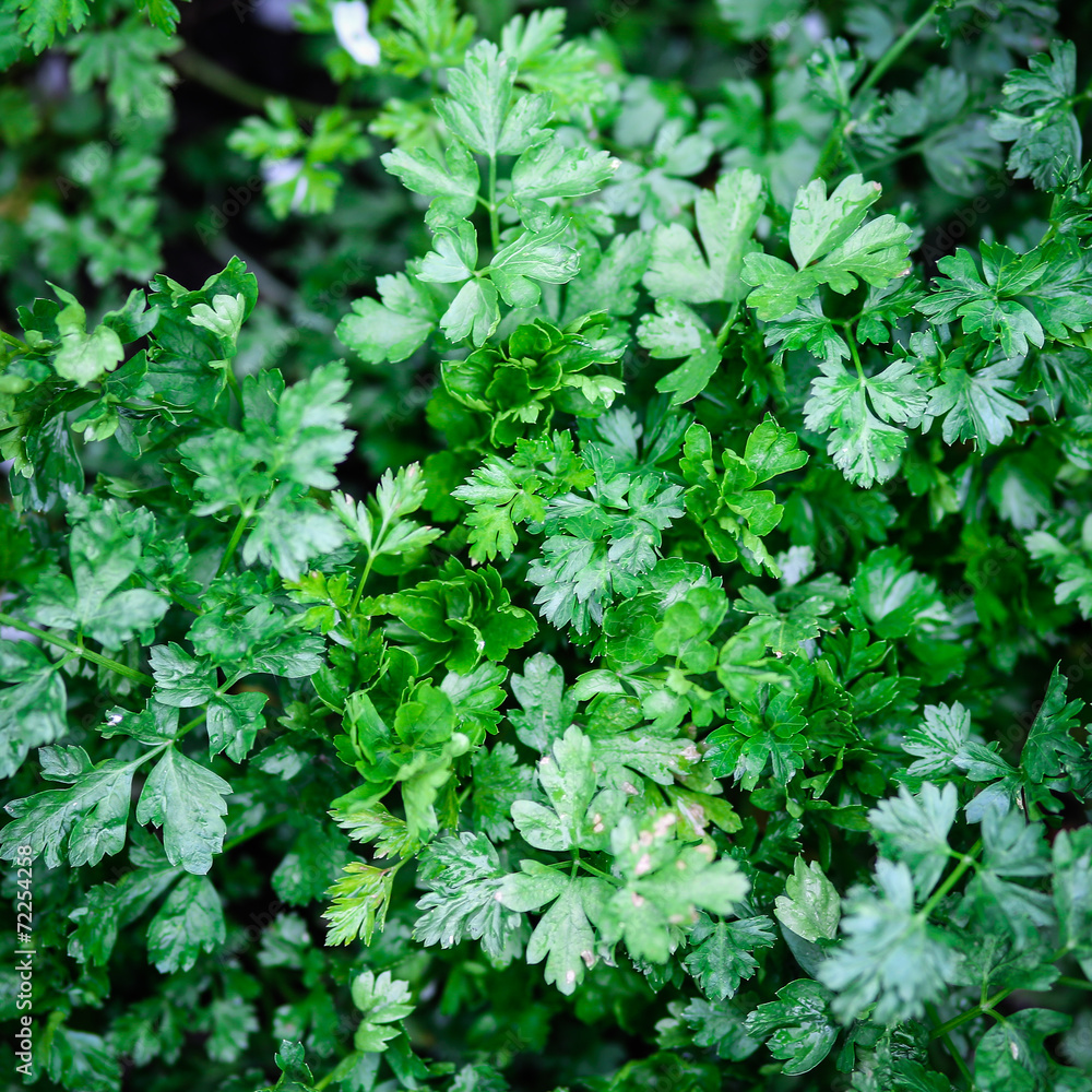 Parsley Parsley