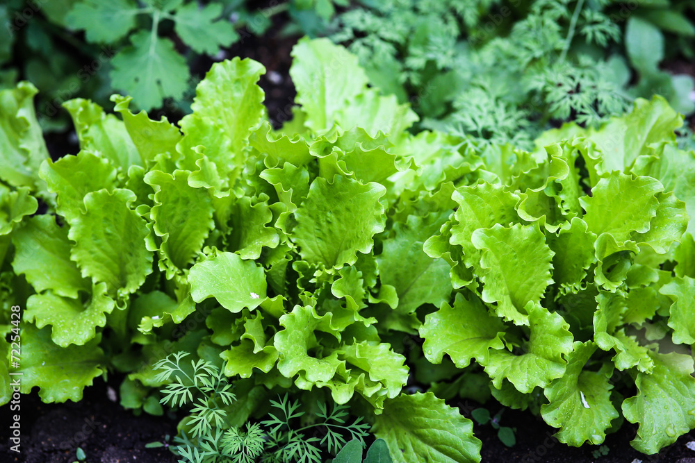 Salad Salad
