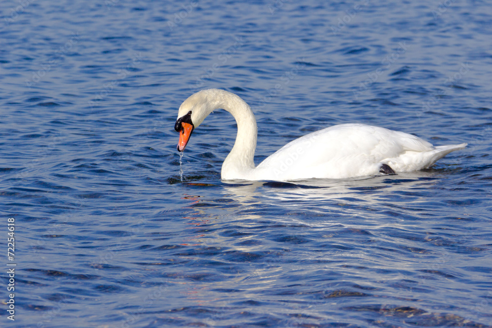 Schwan Schwan