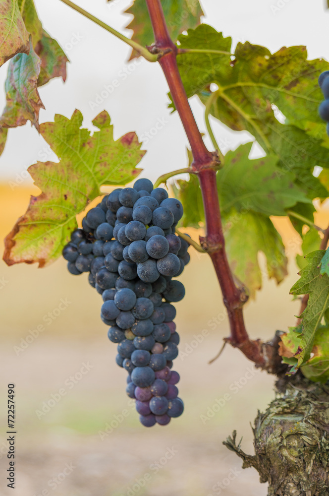 Bunches of wine grapes hanging from vine in warm light Bunches of wine grapes hanging from vine in warm light