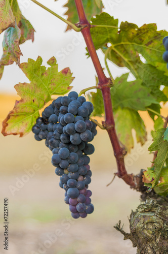 Bunches of wine grapes hanging from vine in warm light