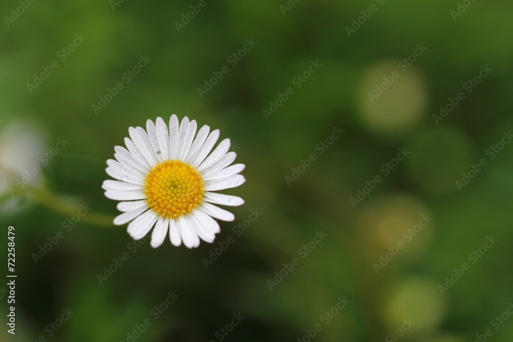 Fototapeta premium flower
