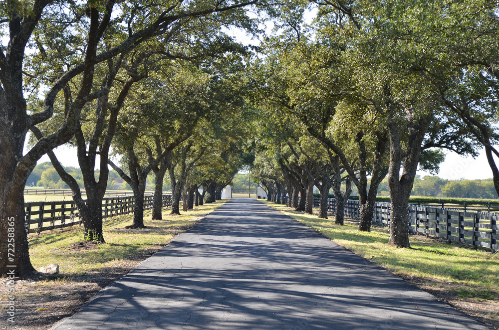 Asphalt Driveway with Trees