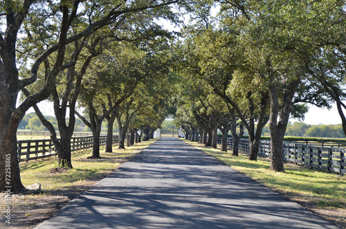 Asphalt Driveway with Trees