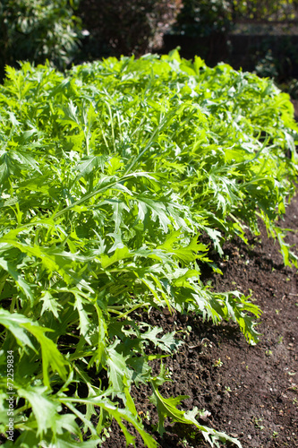 Brassica rapa nipposinica also known as mizuna or kyona