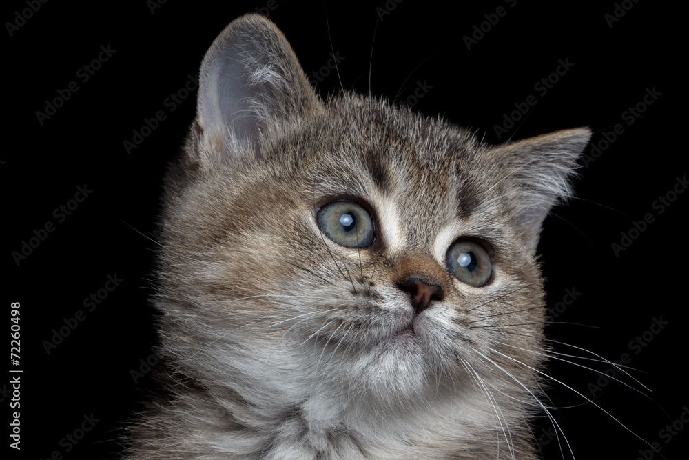 close-up British kitty