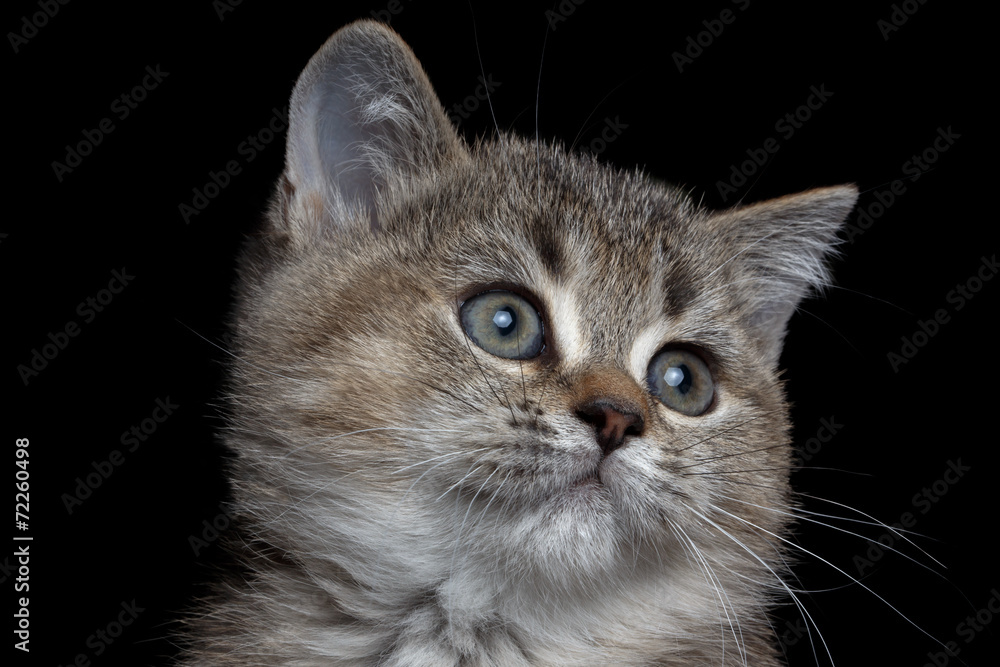close-up British kitty close-up British kitty