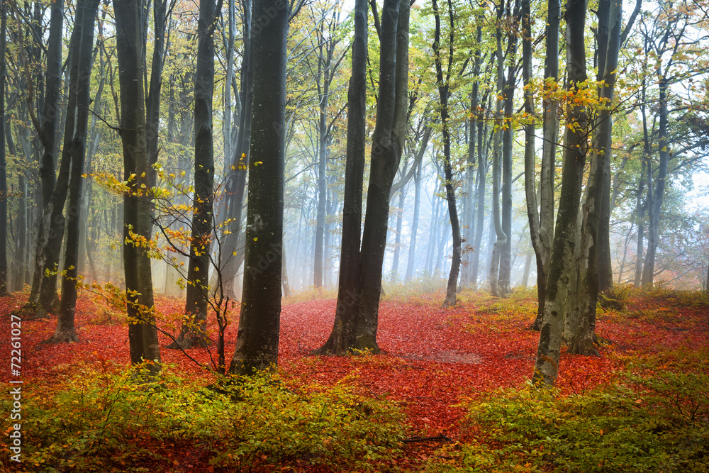 Obraz premium Foggy and mystic atmosphere during autumn in the forest