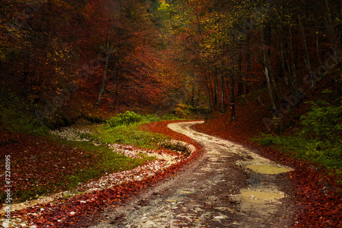 Picturesque trail in the forest during autumn