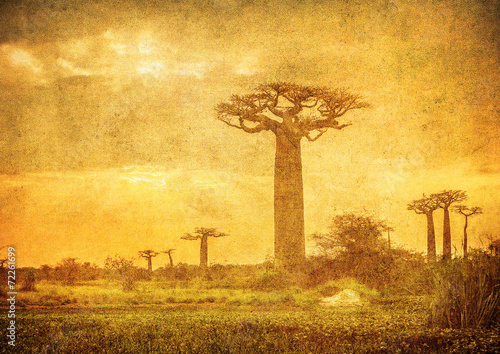 Vászonkép Vintage image of Baobabs avenue, Madagascar