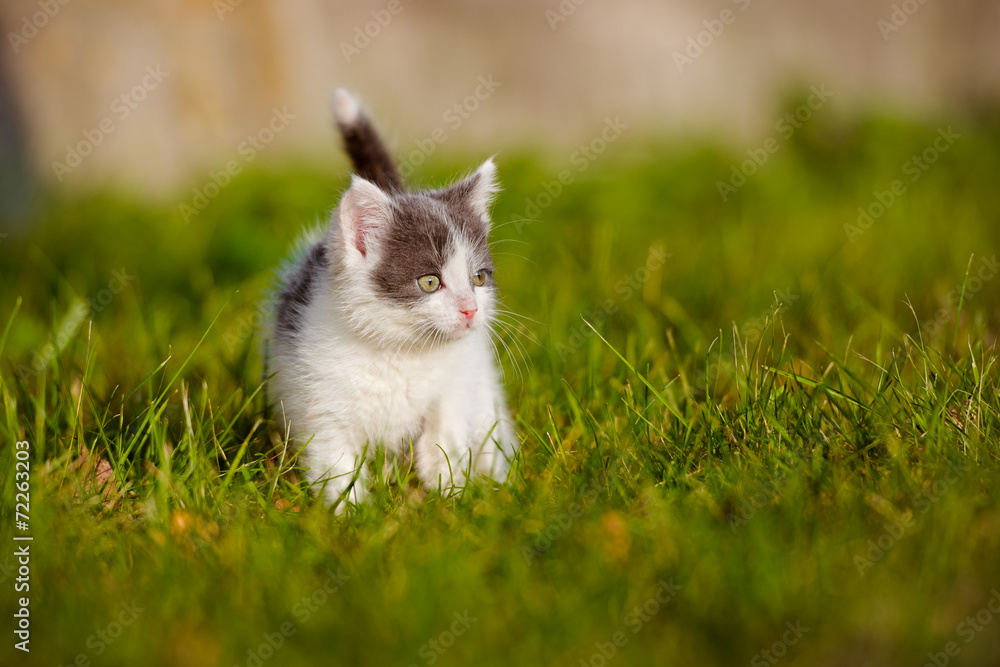 little kitten walking outdoors