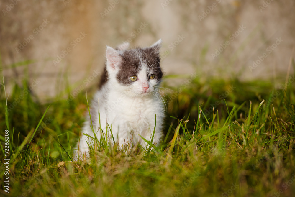 white and grey kitten in the grass
