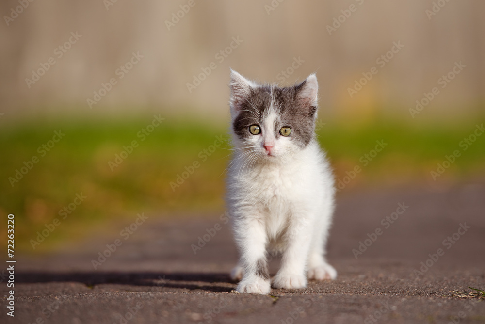beautiful curious kitten standing outdoors beautiful curious kitten standing outdoors