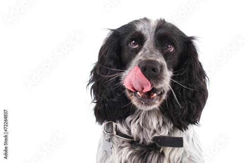 Canvas Print Spaniel licking his lips.