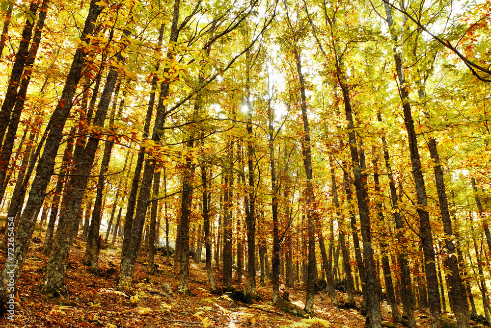 Obraz premium autumn in the forest