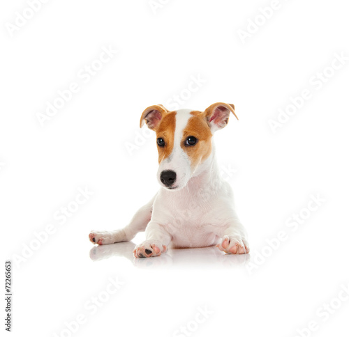 Jack russell terrier © Valeriy Lebedev