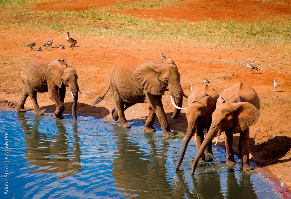 Fototapeta premium Elephants near water hole