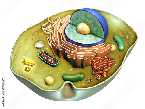 Obraz na płótnie Struktura komórkowa
