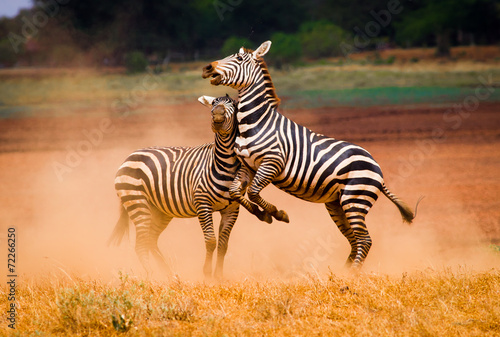 Faithing zebras