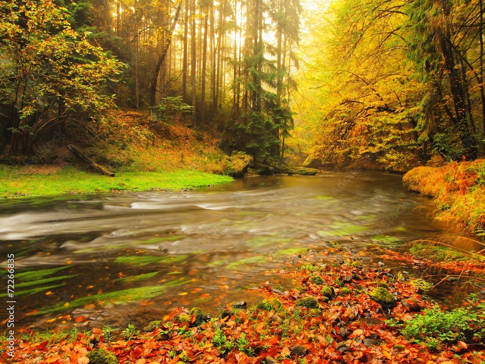 Stony bank of autumn mountain river covered by beech leaves