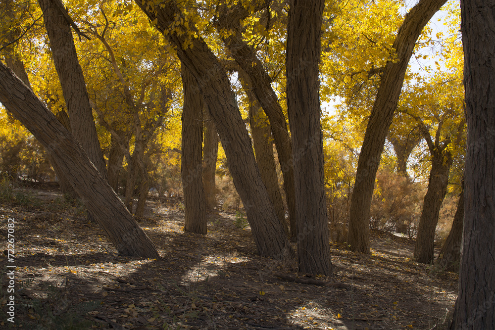 Fototapeta premium Poplar tree in autumn season