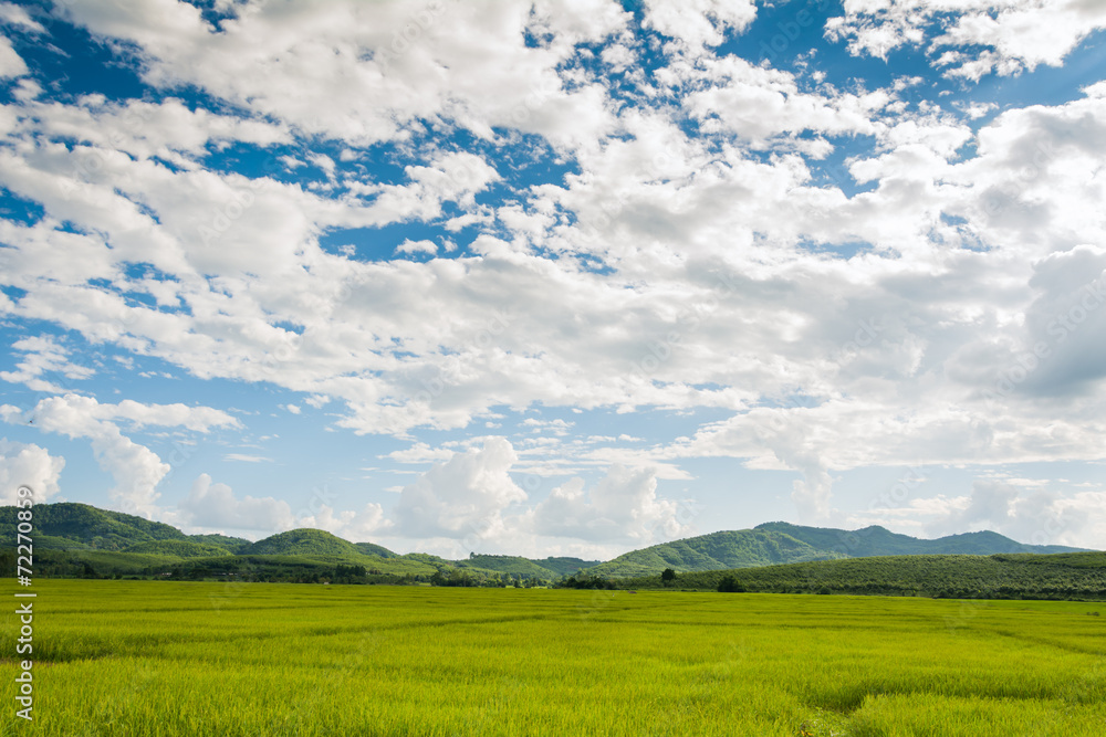 Fototapeta premium Green field and sky with white clouds.