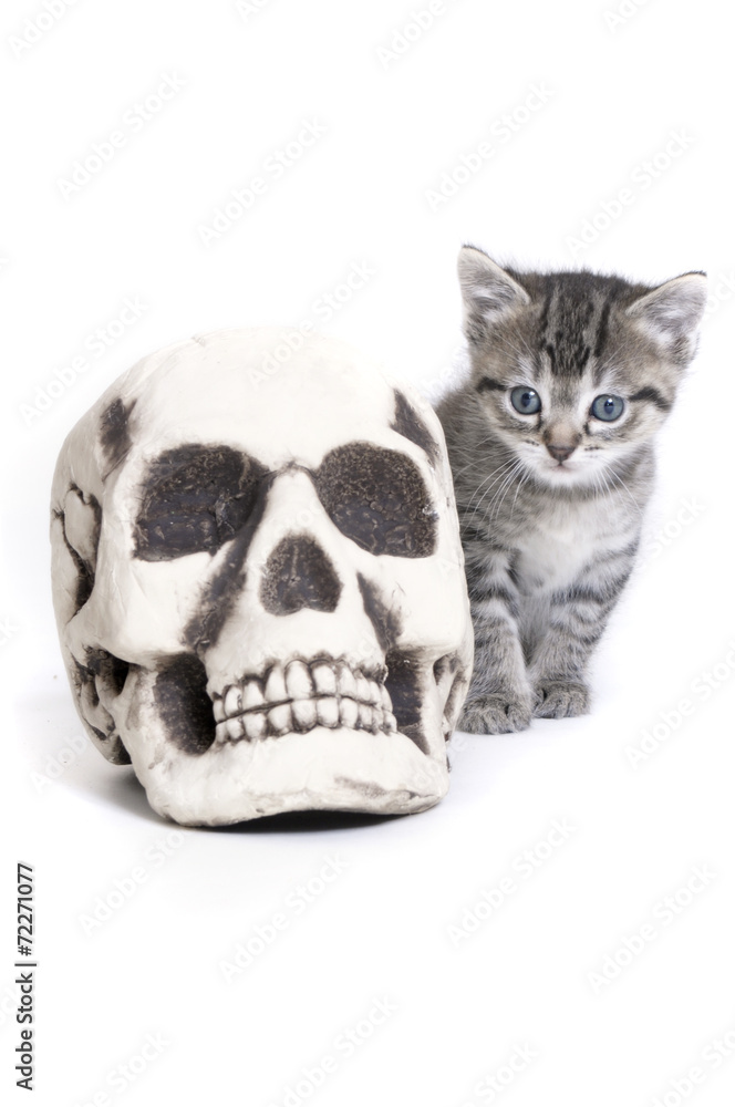 Halloween kitten Halloween kitten