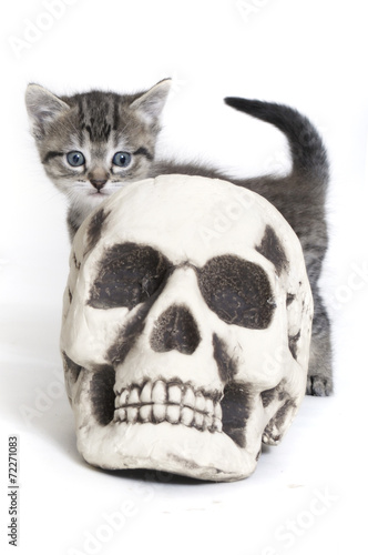 Halloween kitten © cat