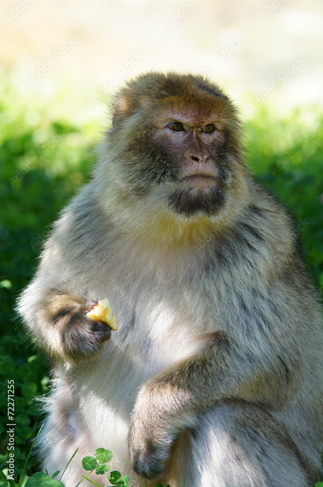 Magot ou Macaque de barbarie en train de manger