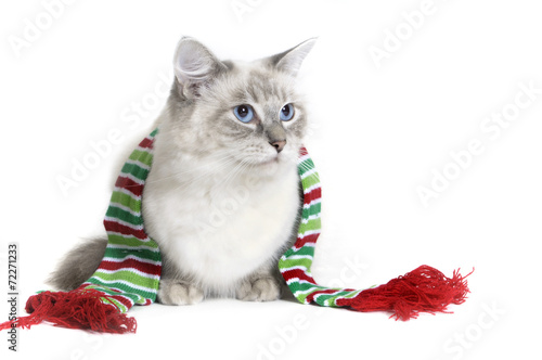 Ragdoll cat wearing a scarf
