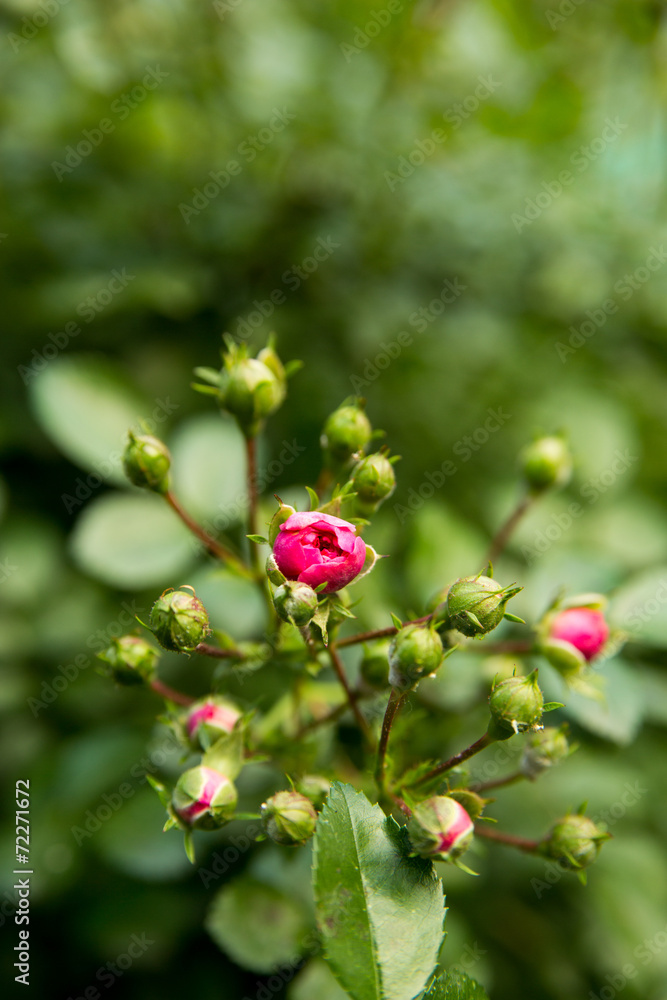 Rose Rose