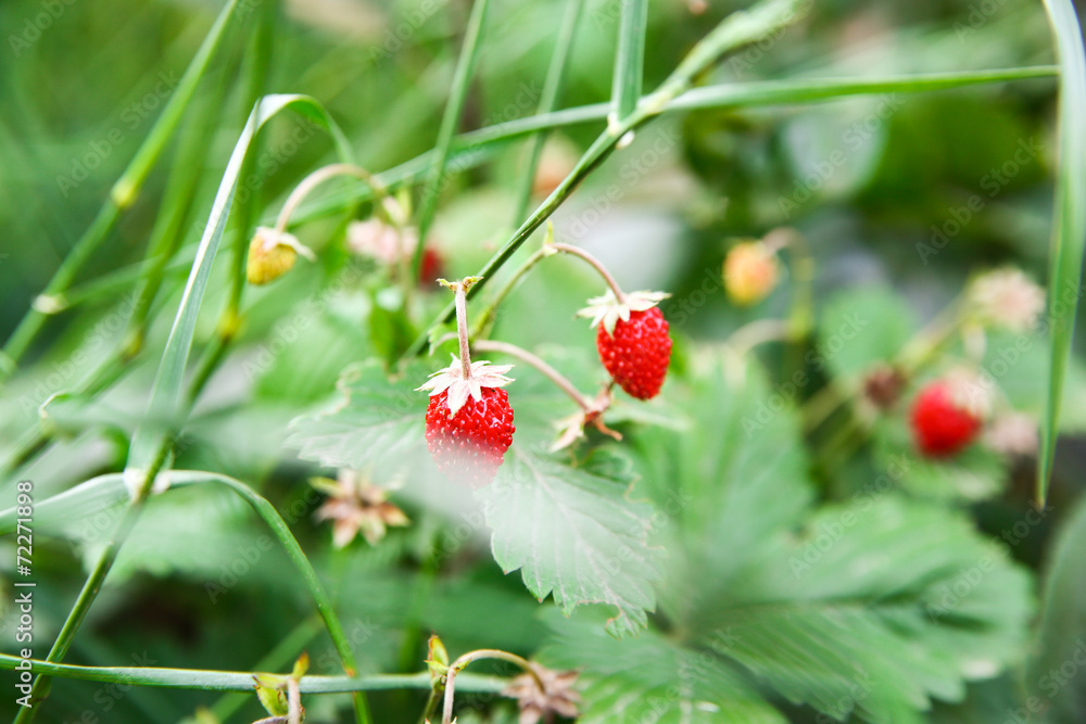 Strawberry Strawberry