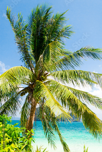 Green Getaway Coconut Coast © alma_sacra