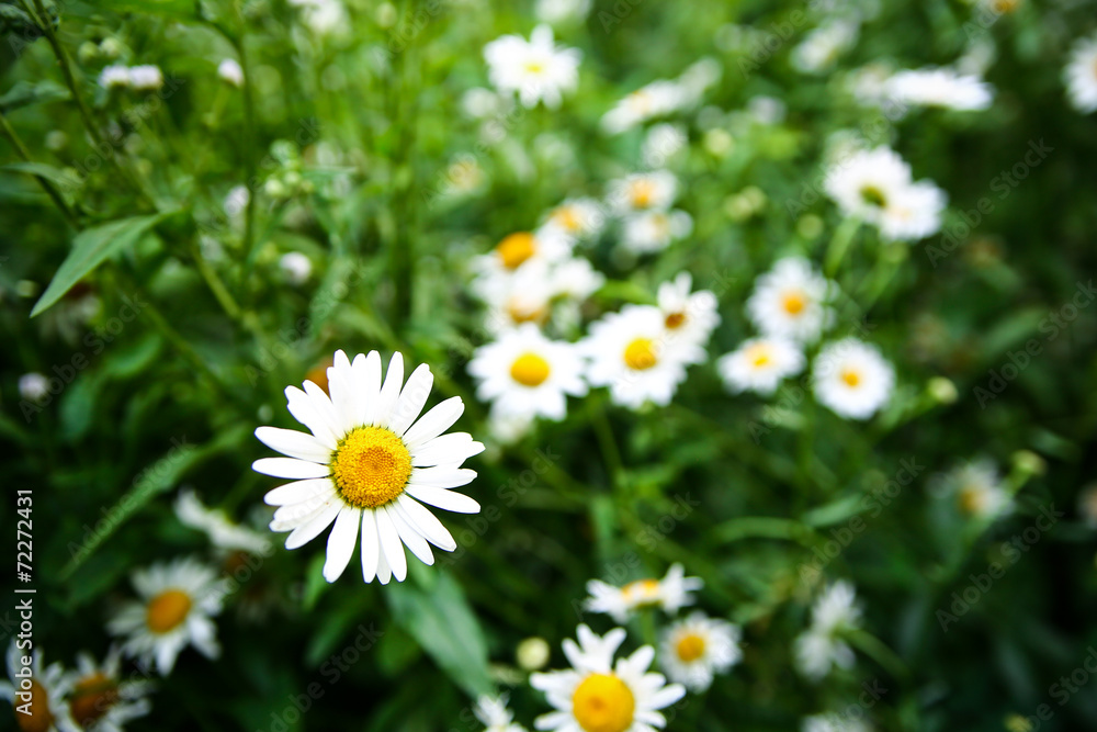 Camomiles Camomiles