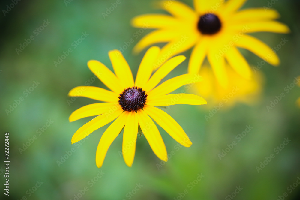 Yellow flowers Yellow flowers