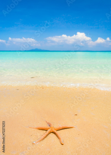 Sea Starlet In a Sunlit Space