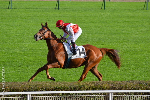 cheval de course photo