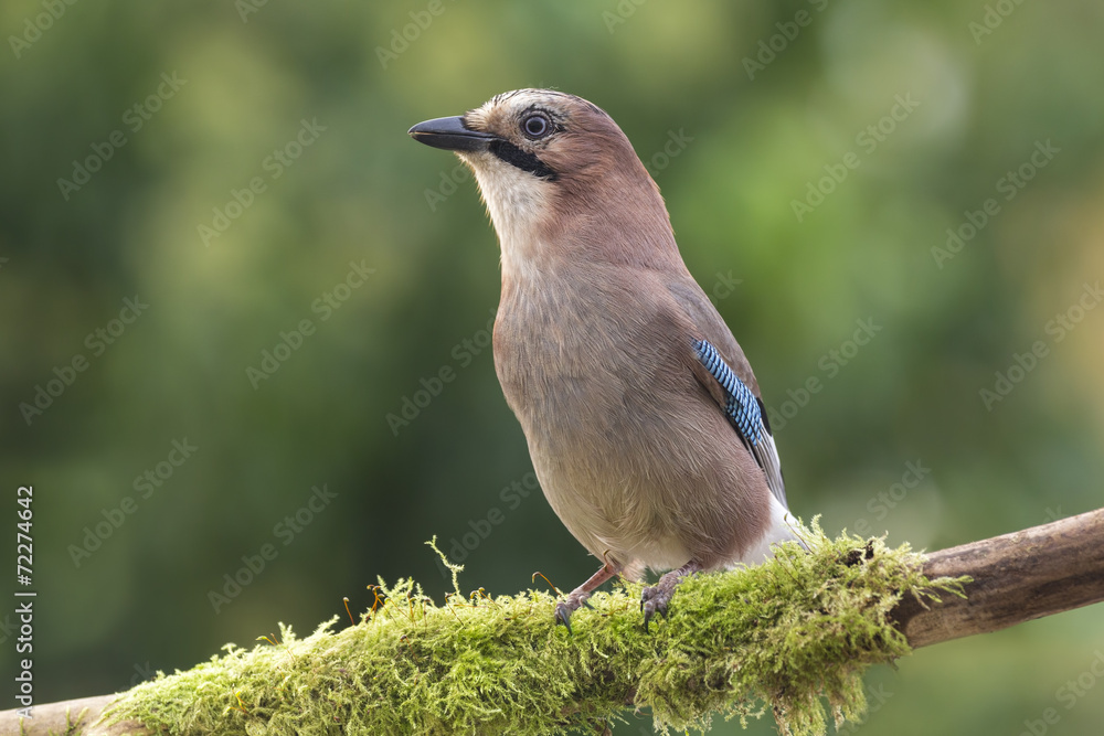 Obraz premium Jay perched on a branch