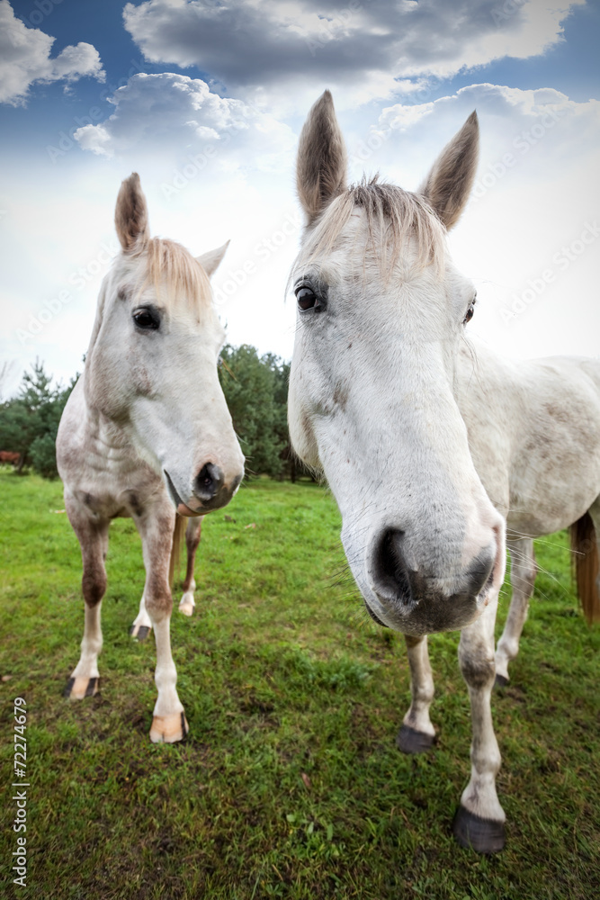Wide angle picture of two horses, shallow depth of field.